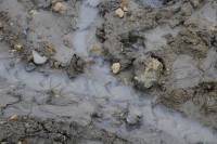 Transport des particules d'argile par les eaux du ruissellemet (falaise des Vaches noires, Calvados)